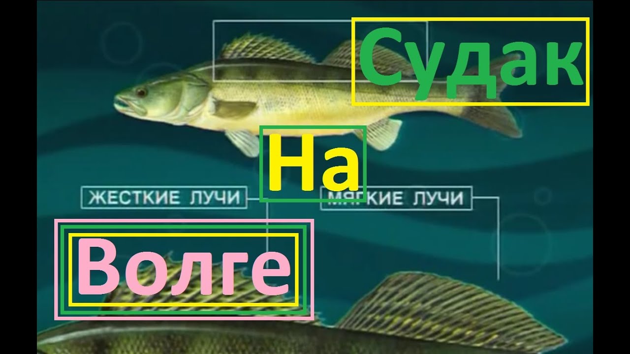 Диалоги о рыбалке программа передач. Диалоги о рыбалке. Диалоги о рыбалке телепередача. Диалоги о рыбалке ловля щуки. Евгений Кузнецов диалоги о рыбалке.