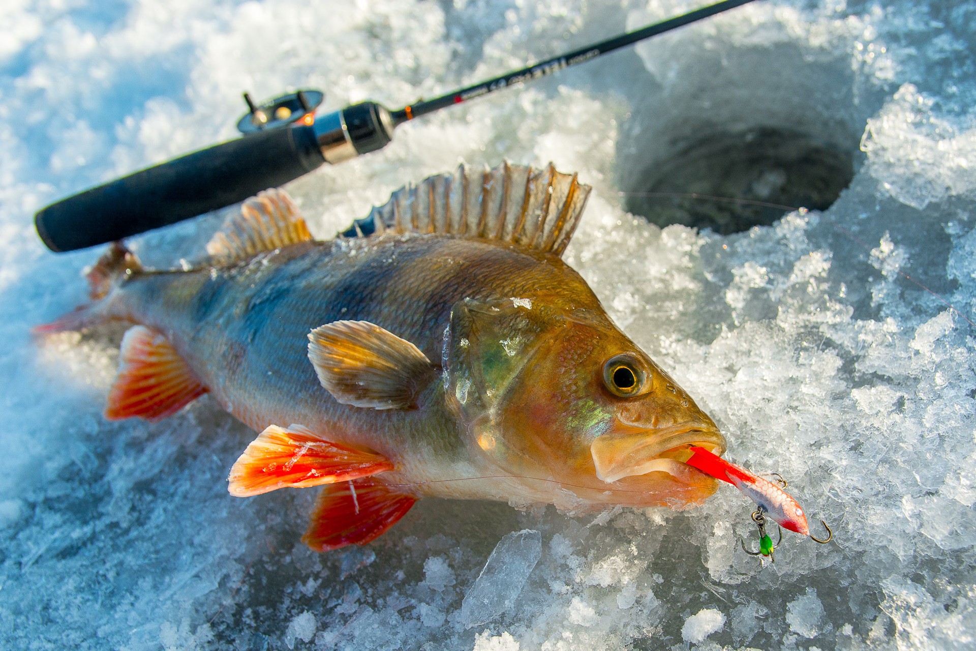 Стратегия успешной рыбалки при ловле окуней в зимнее время