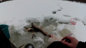 Рыбалка на жерлицы в феврале 2022. Самая крупная щука за зиму7