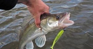 Джиговая ловля судака Джиговая ловля судака