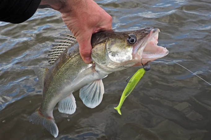 Джиговая ловля судака Джиговая ловля судака