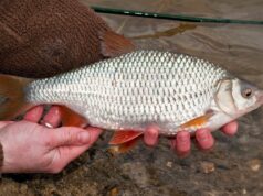 Крупная плотва. Где ловить, когда и главное – как Крупная плотва. Где ловить, когда и главное - как