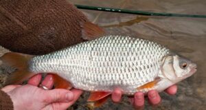 Крупная плотва. Где ловить, когда и главное – как Крупная плотва. Где ловить, когда и главное - как