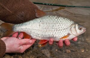 Крупная плотва. Где ловить, когда и главное – как Крупная плотва. Где ловить, когда и главное - как