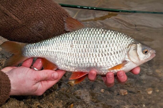 Крупная плотва. Где ловить, когда и главное – как Крупная плотва. Где ловить, когда и главное - как