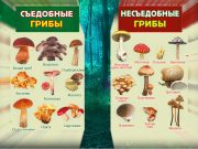 Как правильно определить: съедобны ли грибы Как правильно определить: съедобны ли грибы