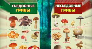 Как правильно определить: съедобны ли грибы Как правильно определить: съедобны ли грибы