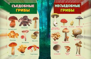 Как правильно определить: съедобны ли грибы Как правильно определить: съедобны ли грибы