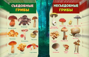 Как правильно определить: съедобны ли грибы Как правильно определить: съедобны ли грибы