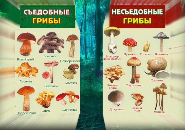 Как правильно определить: съедобны ли грибы