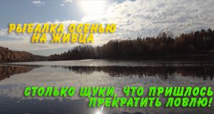 Столько щуки, что пришлось прекратить ловлю. Рыбалка осенью на живца Столько щуки, что пришлось прекратить ловлю. Рыбалка осенью на живца