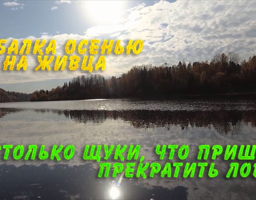 Столько щуки, что пришлось прекратить ловлю. Рыбалка осенью на живца Столько щуки, что пришлось прекратить ловлю. Рыбалка осенью на живца