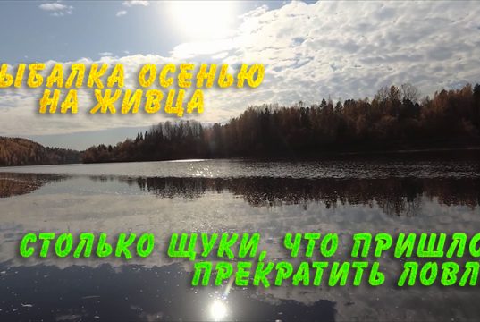 Столько щуки, что пришлось прекратить ловлю. Рыбалка осенью на живца Столько щуки, что пришлось прекратить ловлю. Рыбалка осенью на живца