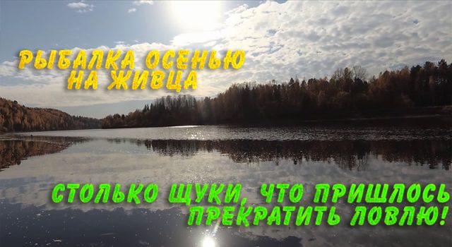 Столько щуки, что пришлось прекратить ловлю. Рыбалка осенью на живца Столько щуки, что пришлось прекратить ловлю. Рыбалка осенью на живца