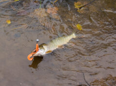 За щукой в сентябре За щукой в сентябре