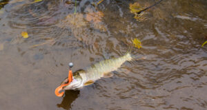 За щукой в сентябре За щукой в сентябре