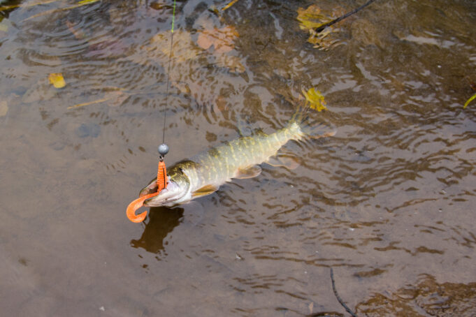 За щукой в сентябре За щукой в сентябре